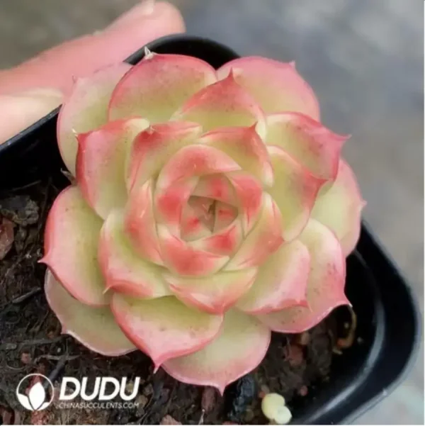 1756118150-1-388.webp Echeveria Rose Jenny - Image 1