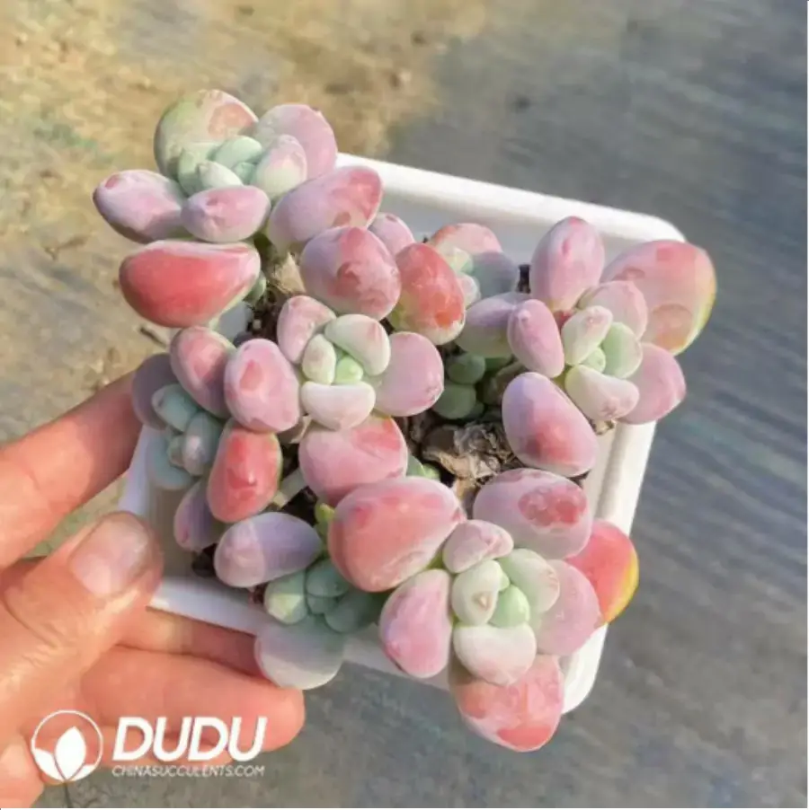 1756118159-1-381.webp Graptopetalum Miul Clustering Old Stem - Image 1