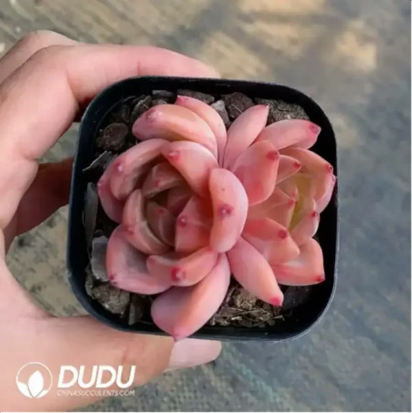 1756118160-1-380.webp Echeveria Red Wine Champagne - Image 1