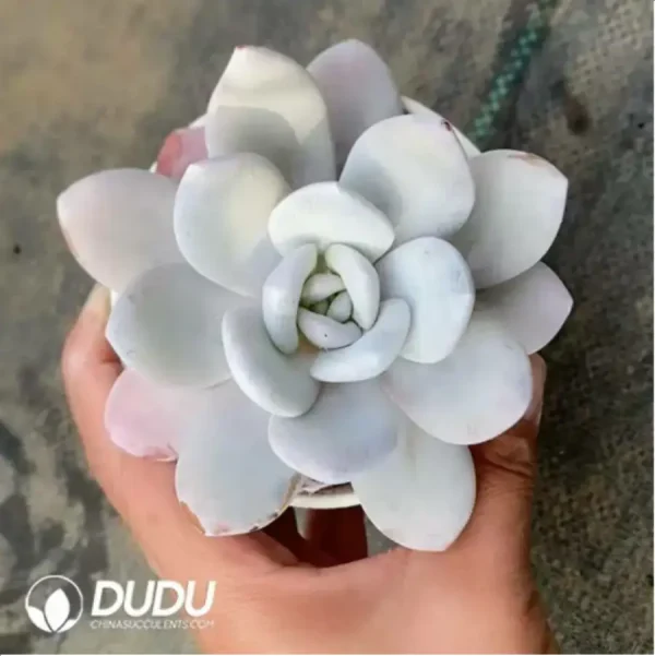 1756118165-1-376.webp Echeveria Snow Lotus - Image 1