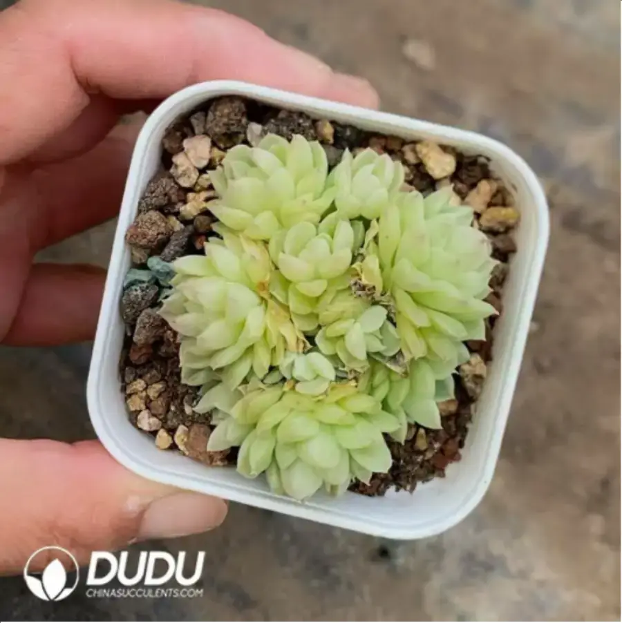 1756118166-1-375.webp Echeveria Snow Hydrangea Clustering - Image 1