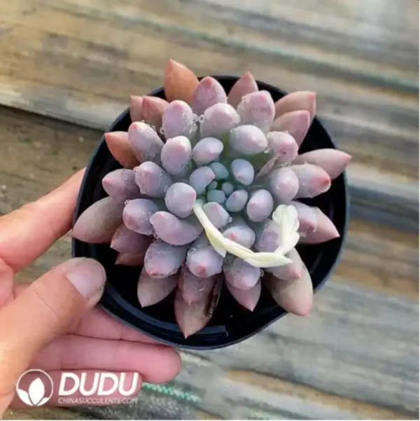 1756118169-1-372.webp Pachyphytum Solomon - Image 1