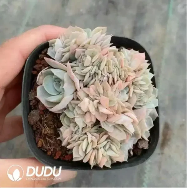 1756118175-1-367.webp Echeveria Blue Surprise Cristata - Image 1