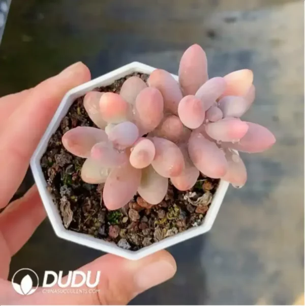 1756118177-1-365.webp Pachyphytum Pink Lover Season Variegated - Image 1