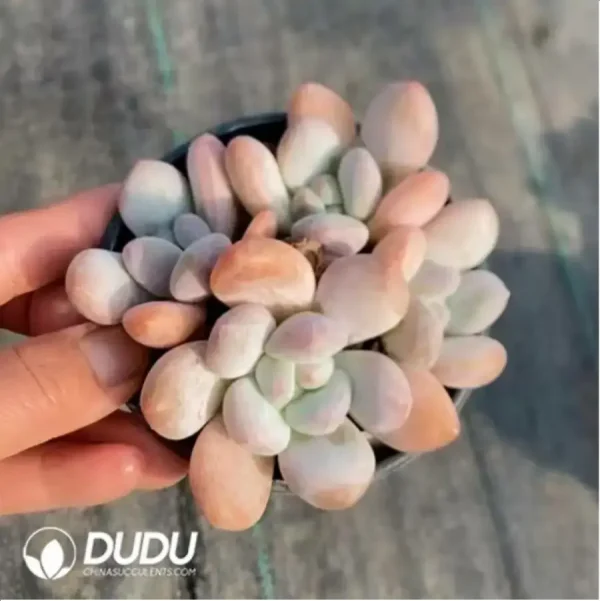 1756118178-1-364.webp Pachyveria Perfume Clustering - Image 1