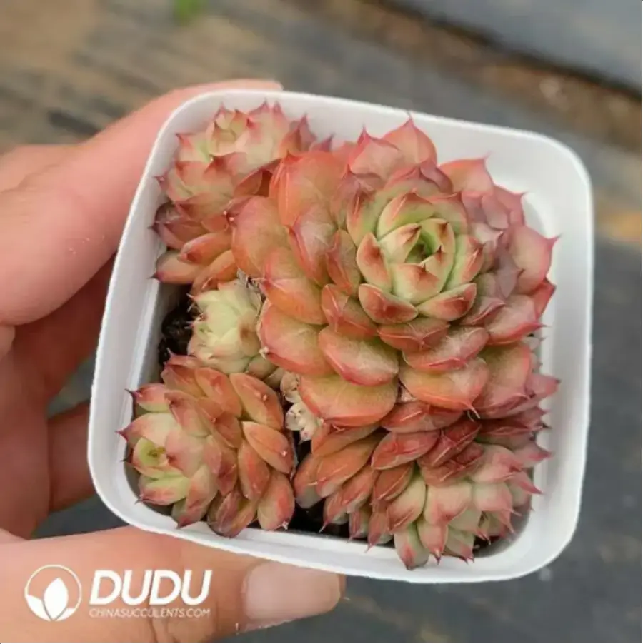 1756118182-1-360.webp Echeveria Chocolate Mocha clustering - Image 1