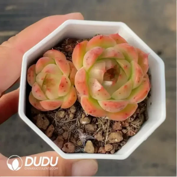 1756118188-1-355.webp Echeveria Red Drowner - Image 1
