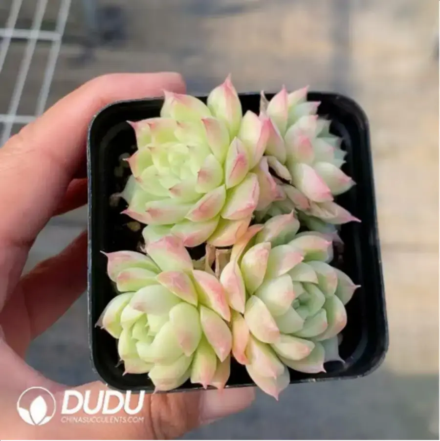 1756118191-1-352.webp Echeveria Pandora Clustering - Image 1