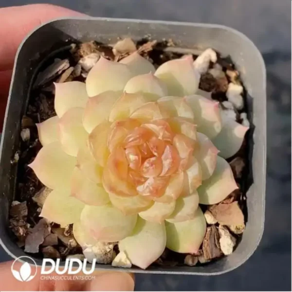 1756118193-1-351.webp Echeveria Clove Jenny - Image 1