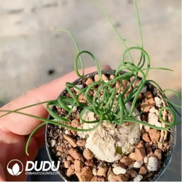 1756118194-1-350.webp Albuca humilis Slinky grass - Image 1