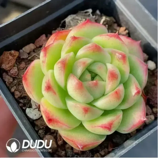 1756118196-1-348.webp Echeveria Peach Blossom Nunnery - Image 1