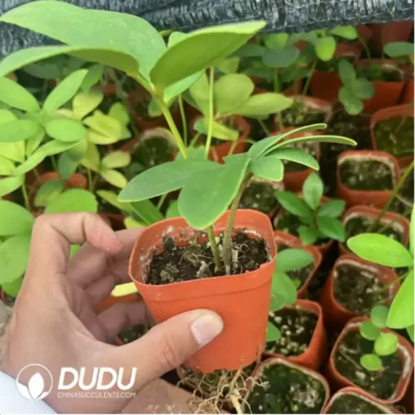 Zamiaceae Horan Mexican iron tree - Image 1