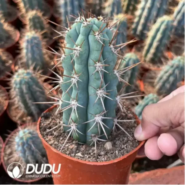 1756118200-1-344.webp Browningia hertlingiana - Image 1