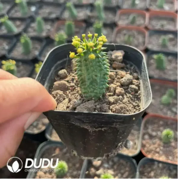 Euphorbia echinus - Image 1