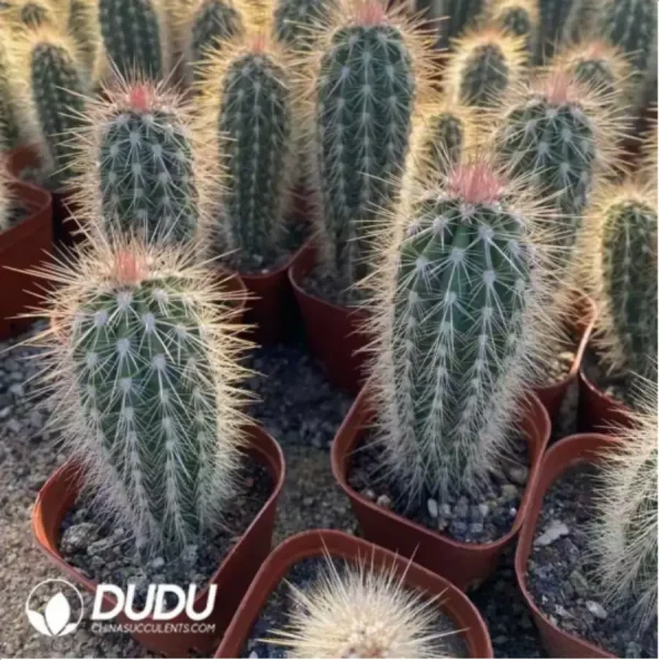 (Seed Grown)Harrisia Blessedness - Image 1