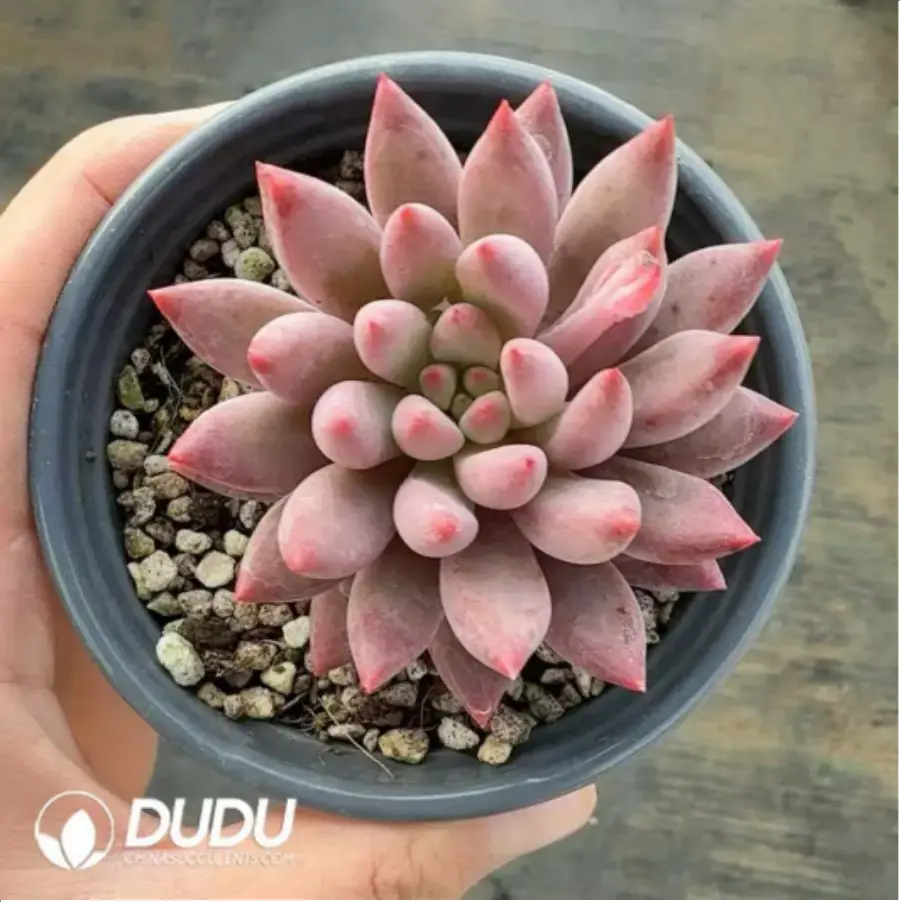 1756118203-1-341.webp Echeveria Ponyo - Image 1