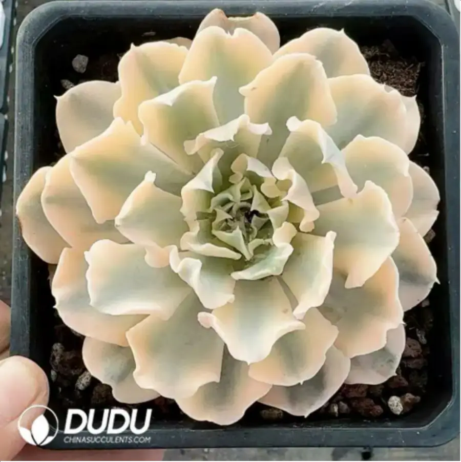 1756118204-1-340.webp Echeveria Liberia Variegated - Image 1