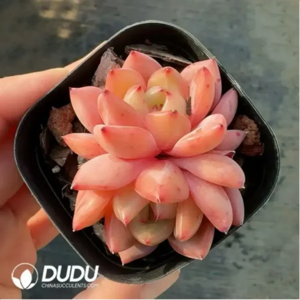 Echeveria Q Orange Double Head - Image 1