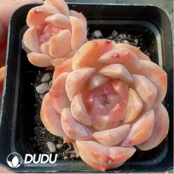 1756118211-1-337.webp Echeveria Fantasy Bubble - Image 1