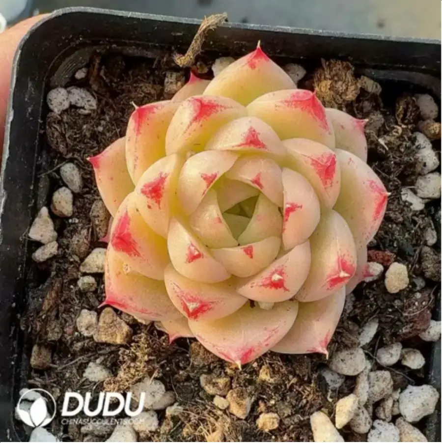 1756118215-1-335.webp Echeveria Feng Fei - Image 1