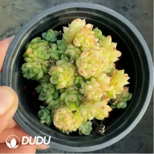 1756118218-1-332.webp Echeveria Green Lotus - Image 1