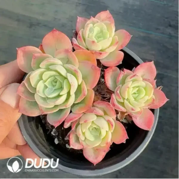 1756118220-1-330.webp Echeveria Cantaloupe Clustering - Image 1