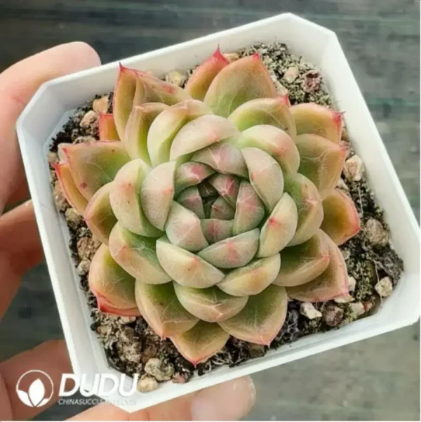1756118221-1-329.webp Echeveria Emerald Hawthorn - Image 1