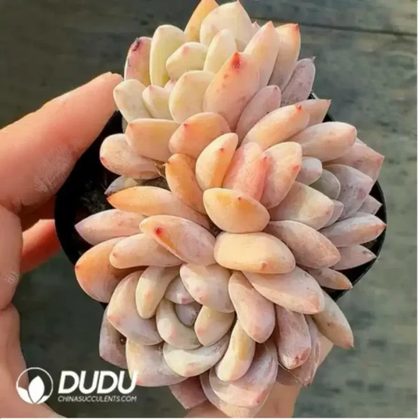 1756118224-1-326.webp Echeveria Snow Angel Cluster - Image 1