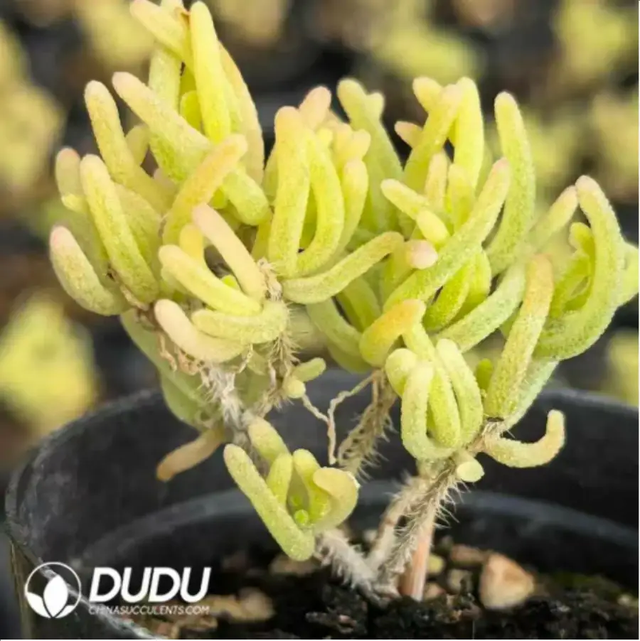 1756118228-1-323.webp Dicrocaulon Ramulosum Fluorescent Rabbit Variegated - Image 1