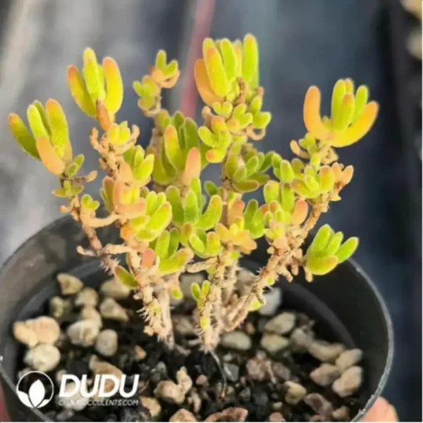 1756118231-1-321.webp Dicrocaulon Ramulosum Ice Orange - Image 1