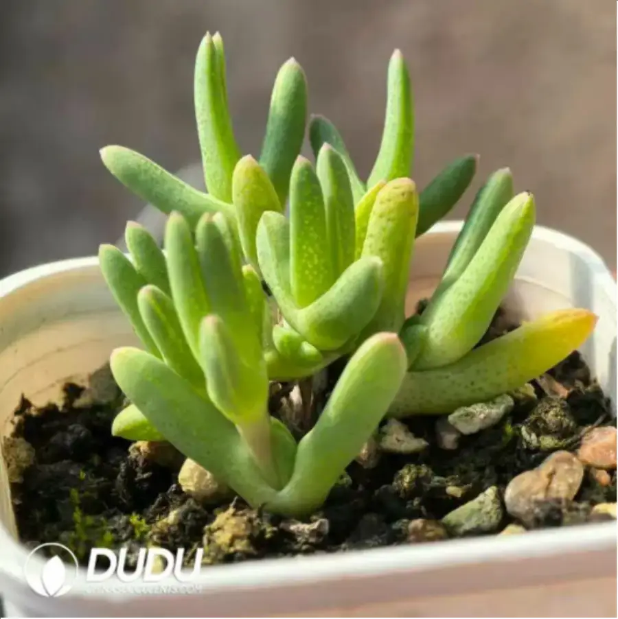1756118233-1-319.webp Dicrocaulon Ramulosum Purple Wood - Image 1