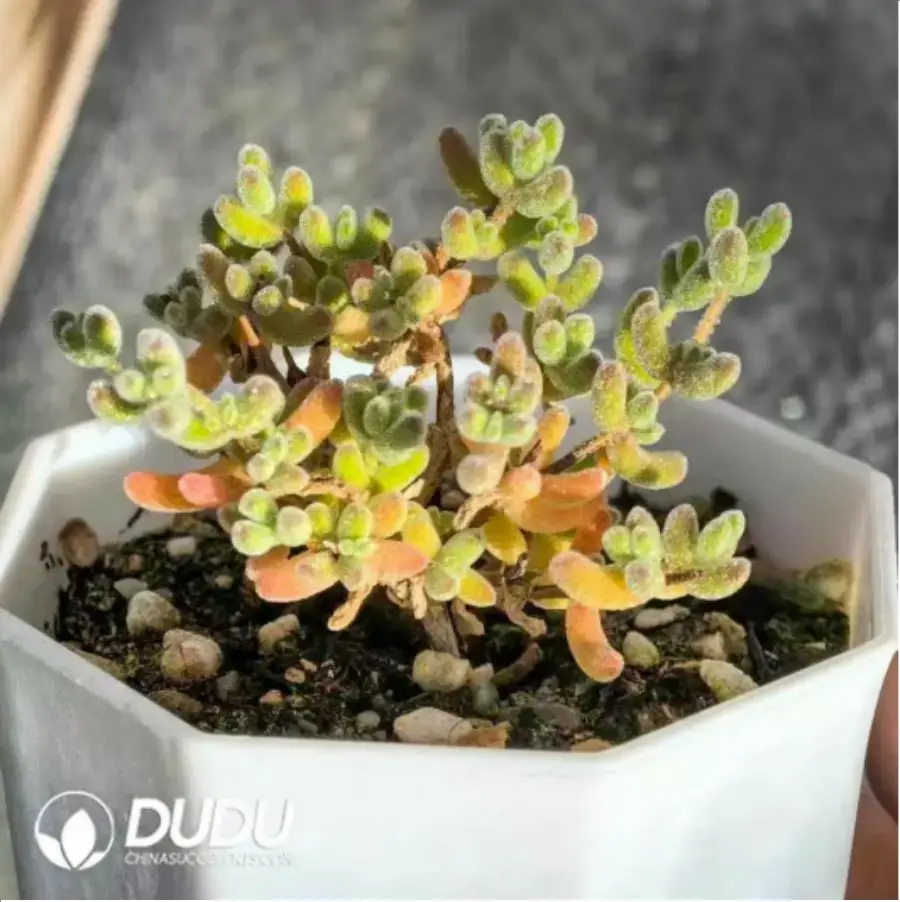 1756118235-1-317.webp Dicrocaulon Ramulosum Ice Crystals - Image 1