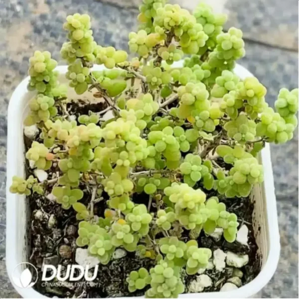 Dicrocaulon Ramulosum Xiaoxiaomi - Image 1