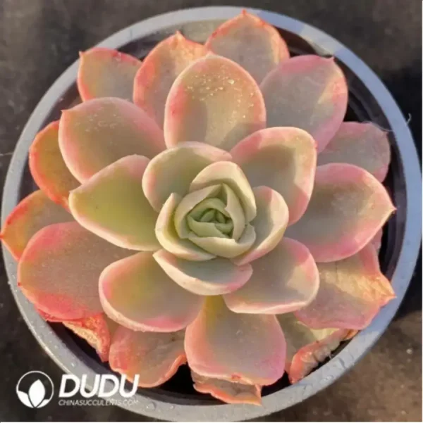 1756118244-1-311.webp Echeveria Pink Bella Variegated - Image 1