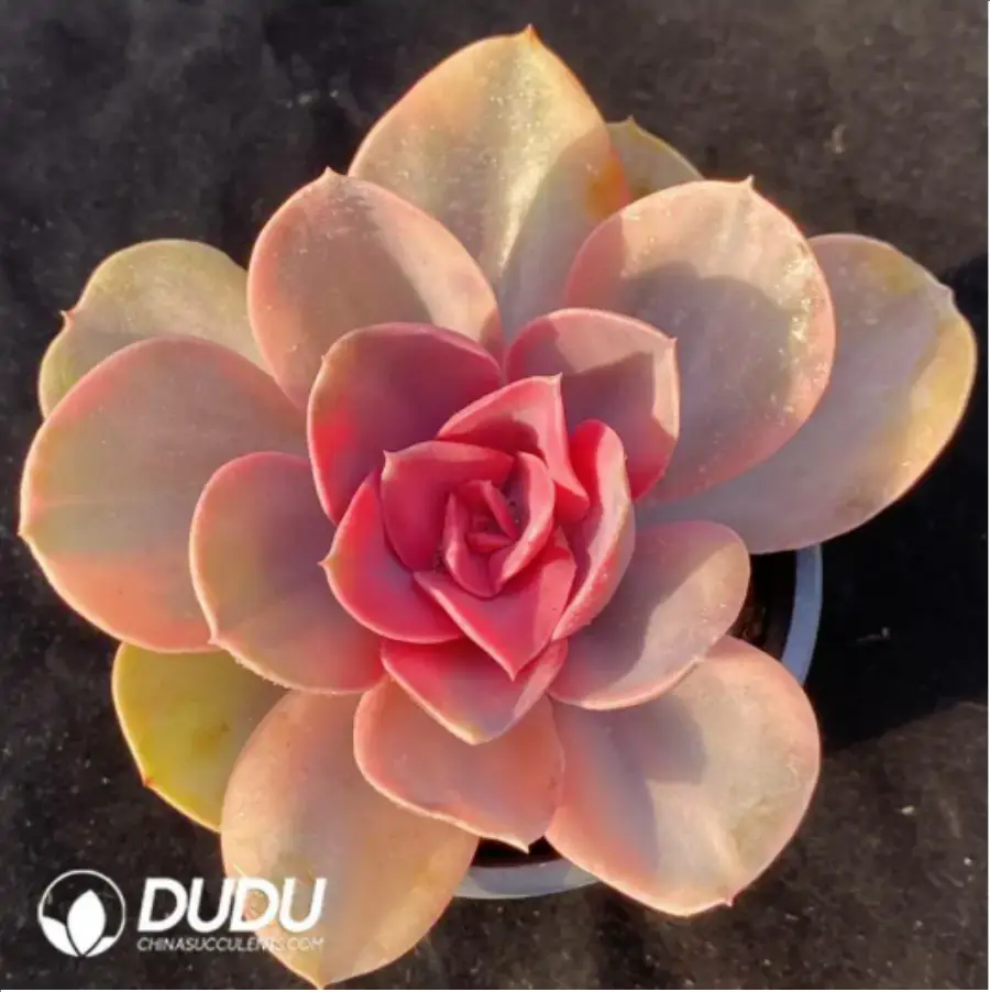 1756118252-1-304.webp Echeveria Rainbow - Image 1