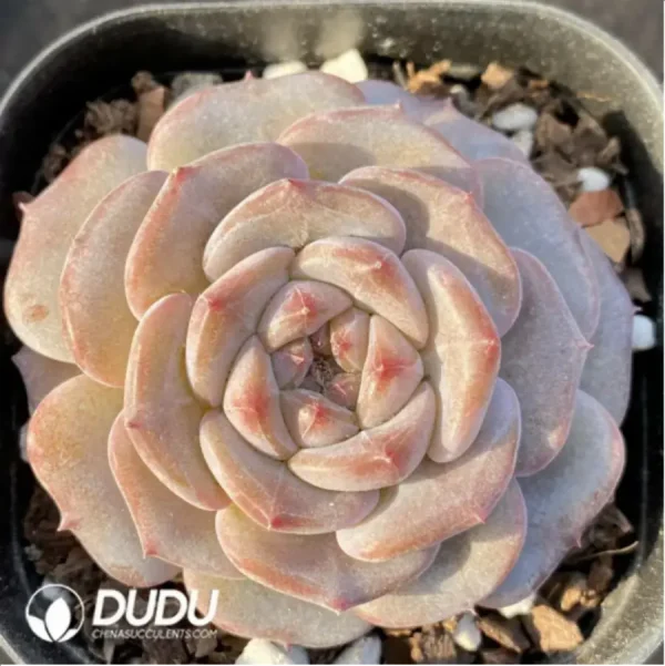 Echeveria Magic Diamond - Image 1