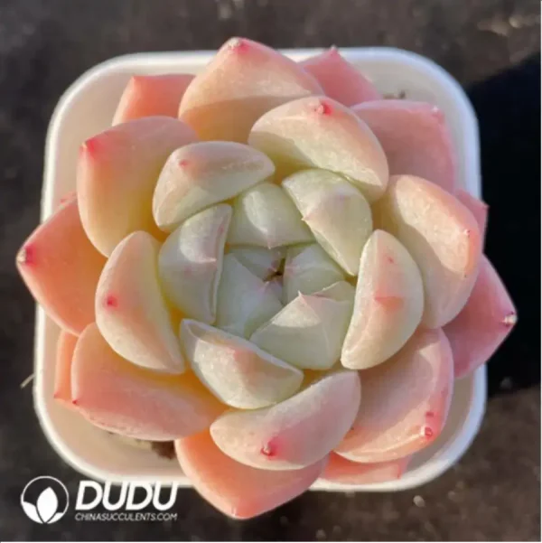Echeveria Autumn dew white - Image 1
