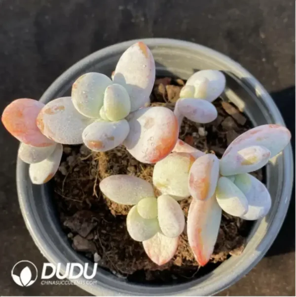 1756118257-1-299.webp Pachyphytum cuicatecanum Clustering - Image 1