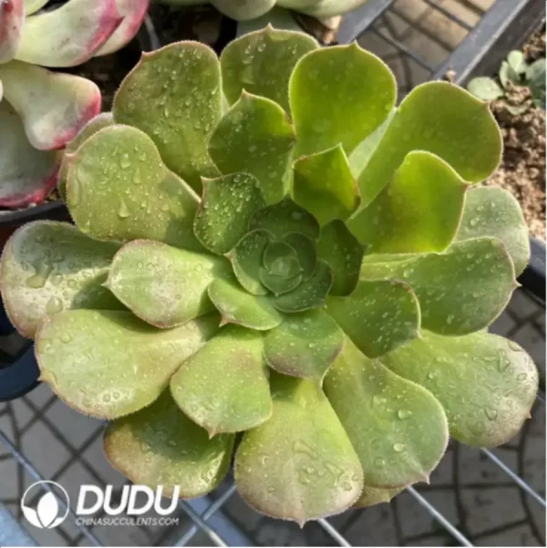 Aeonium Green Cashmere - Image 1