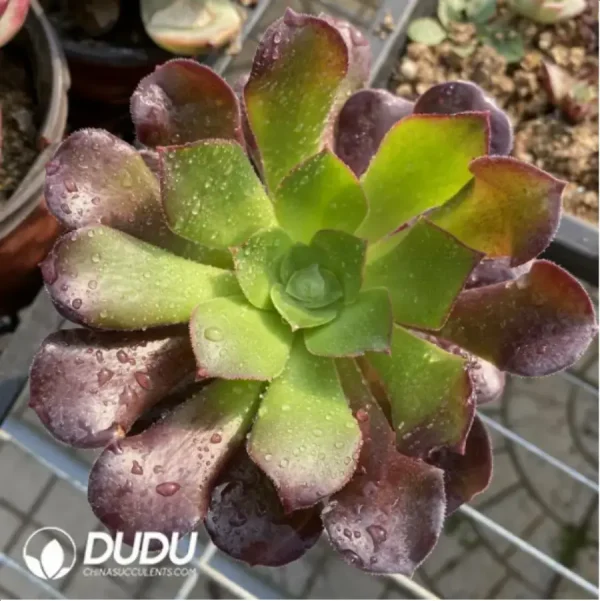 Aeonium Arboreum Velour European - Image 1