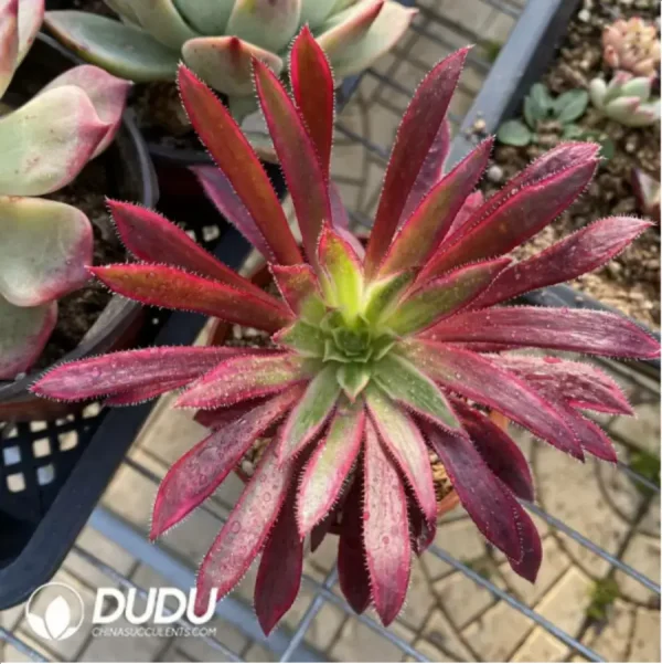 1756118263-1-294.webp Aeonium Peacock Variegated - Image 1