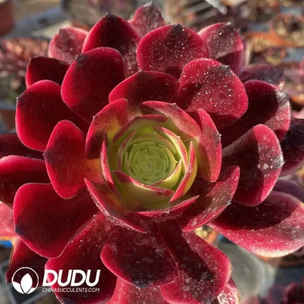 1756118264-1745472009-e201.webp Aeonium Ou Jiali - Image 1