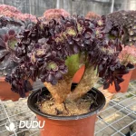 Aeonium Arboreum Velour European NO.2