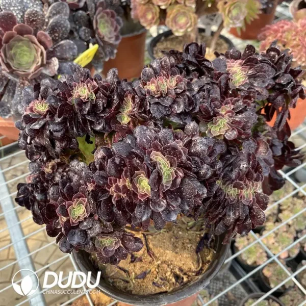 1756118271-1748224652-e203.webp Aeonium Arboreum Velour European NO.2 - Image 3