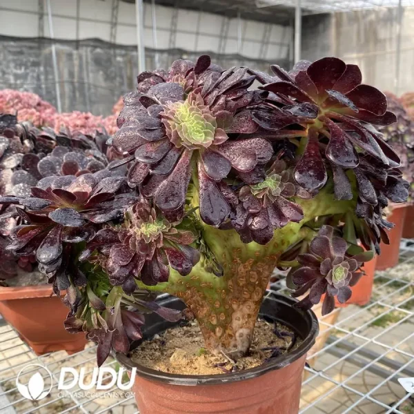 1756118272-1748224655-e201.webp Aeonium Arboreum Velour European NO.3 - Image 1