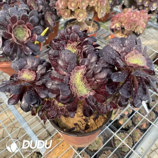 1756118273-1748224657-e202.webp Aeonium Arboreum Velour European NO.3 - Image 2