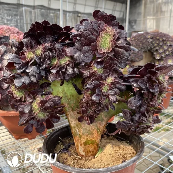 1756118274-1748224660-e203.webp Aeonium Arboreum Velour European NO.3 - Image 3
