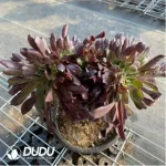 Aeonium Arboreum Velour European NO.4
