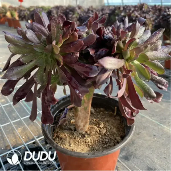 1756118277-2-15.webp Aeonium Arboreum Velour European NO.4 - Image 2
