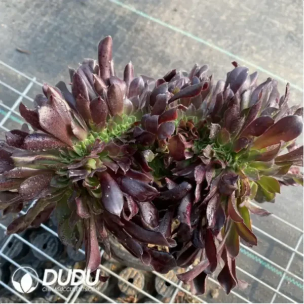 1756118278-3-6.webp Aeonium Arboreum Velour European NO.4 - Image 3